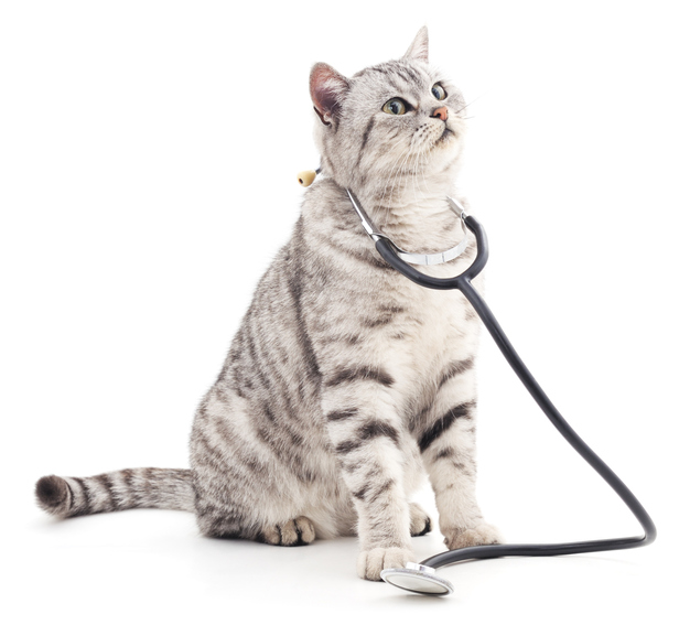 cat with stethoscope